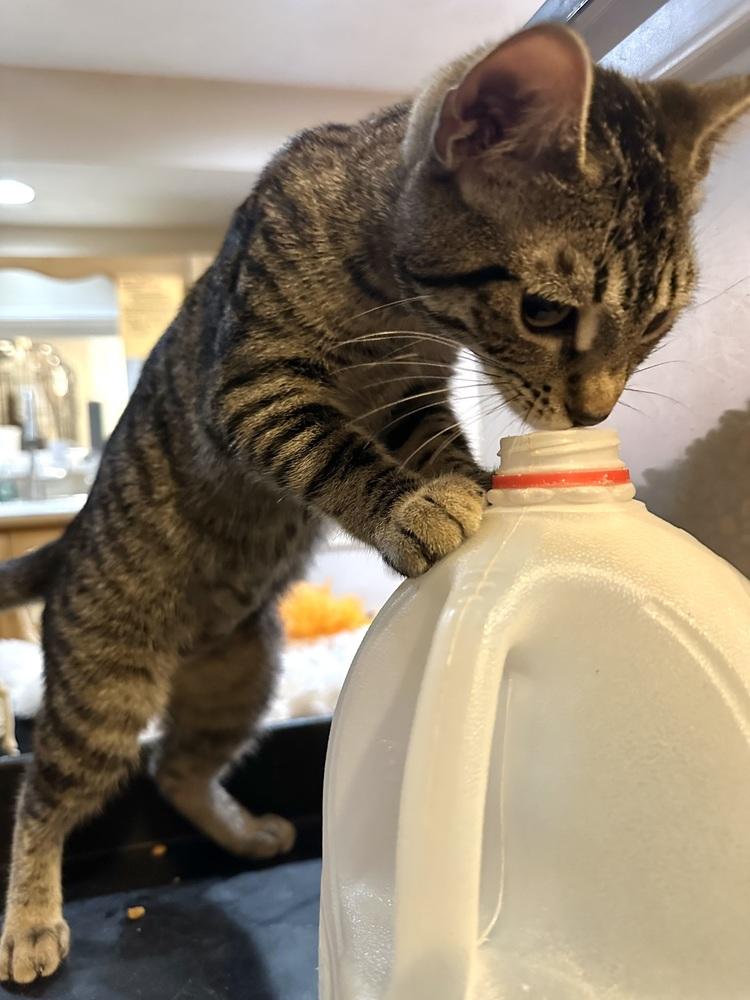 Enlarge Sally, a Adoptable Domestic Short Hair in Loveland, OH image 2/2