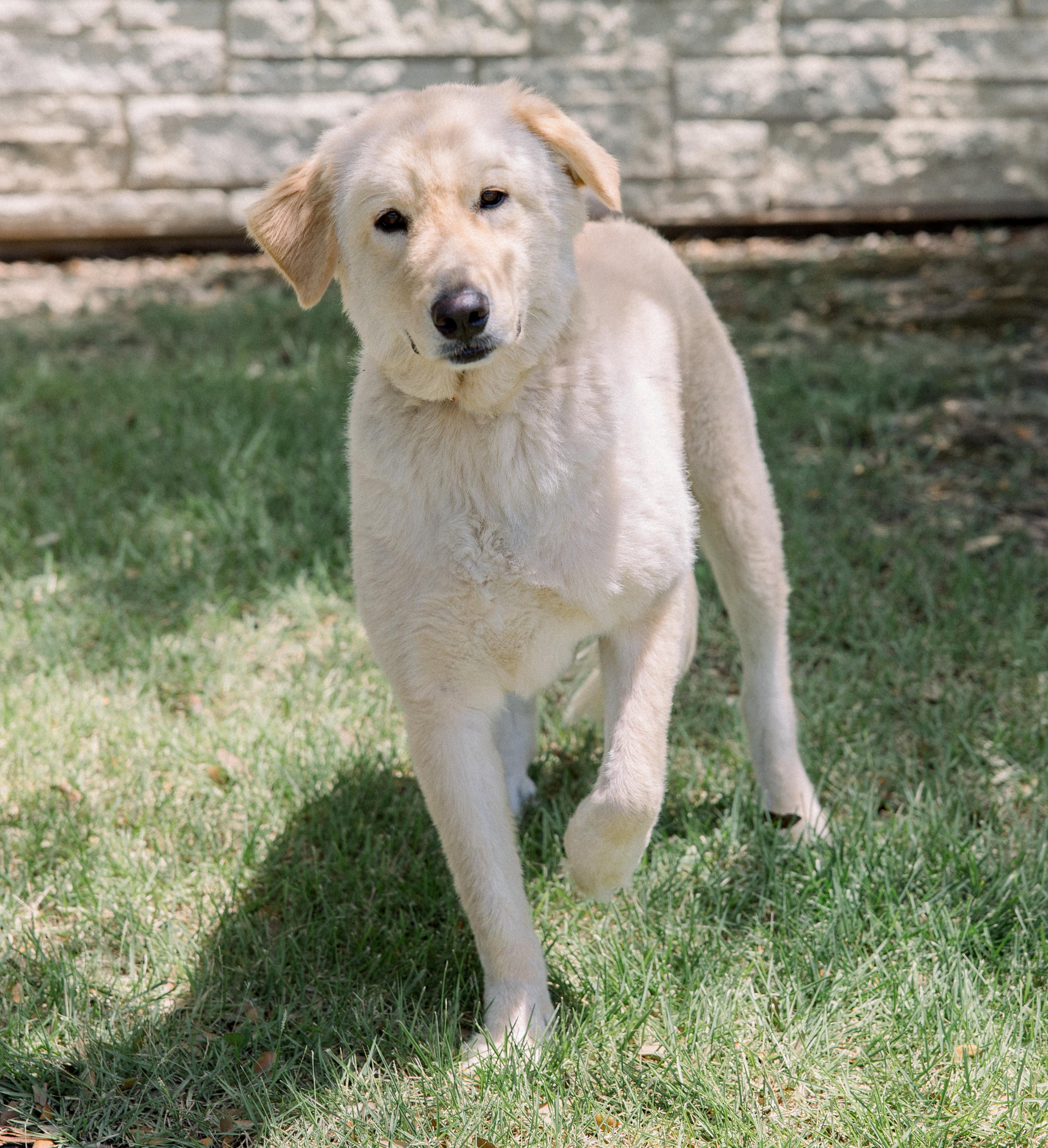 Sammy, adoptable, Young Female Great Pyrenees & German Shepherd Dog.