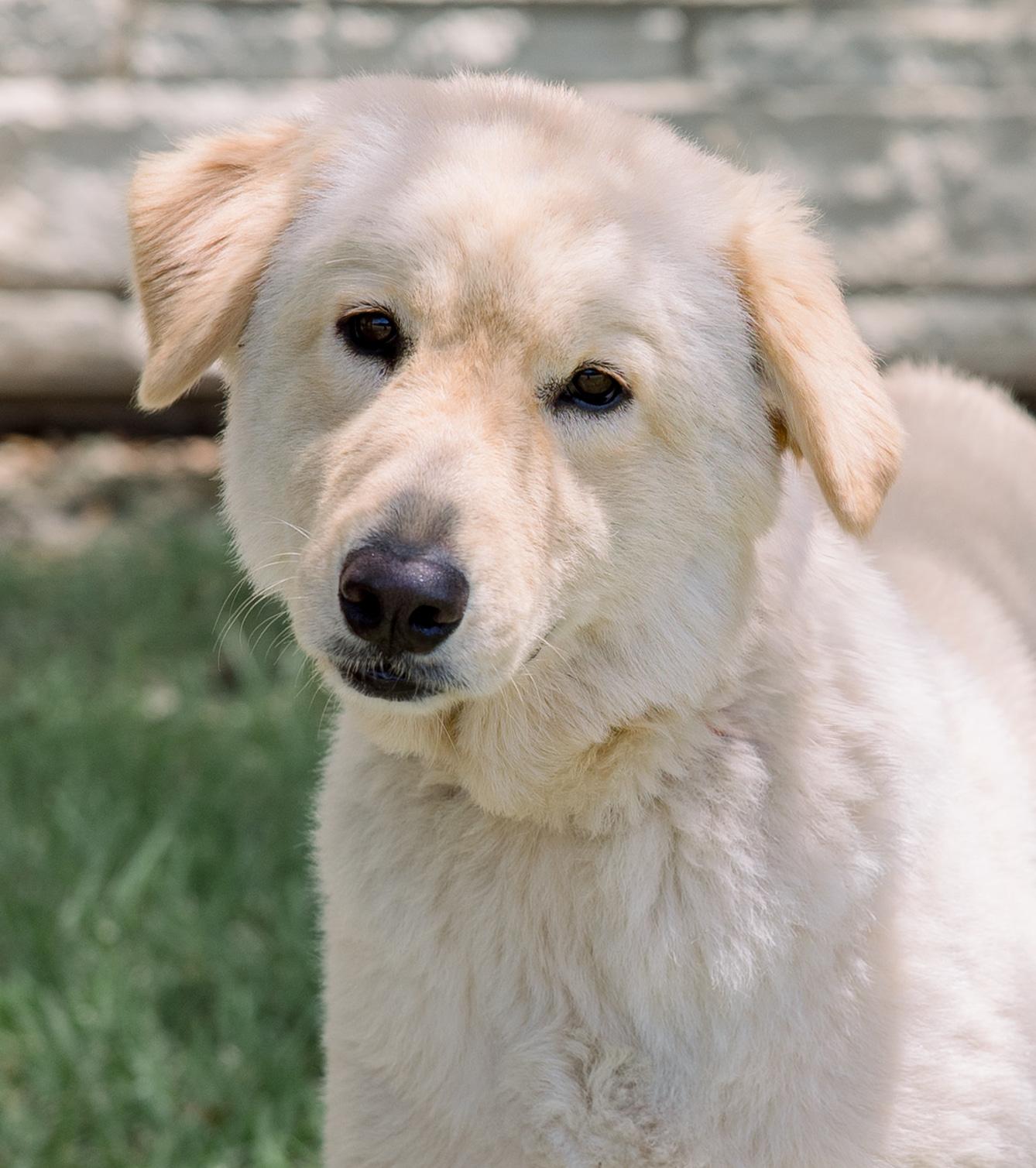Enlarge Sammy, an adoptable mixed breed in Bryan, TX image 2/4
