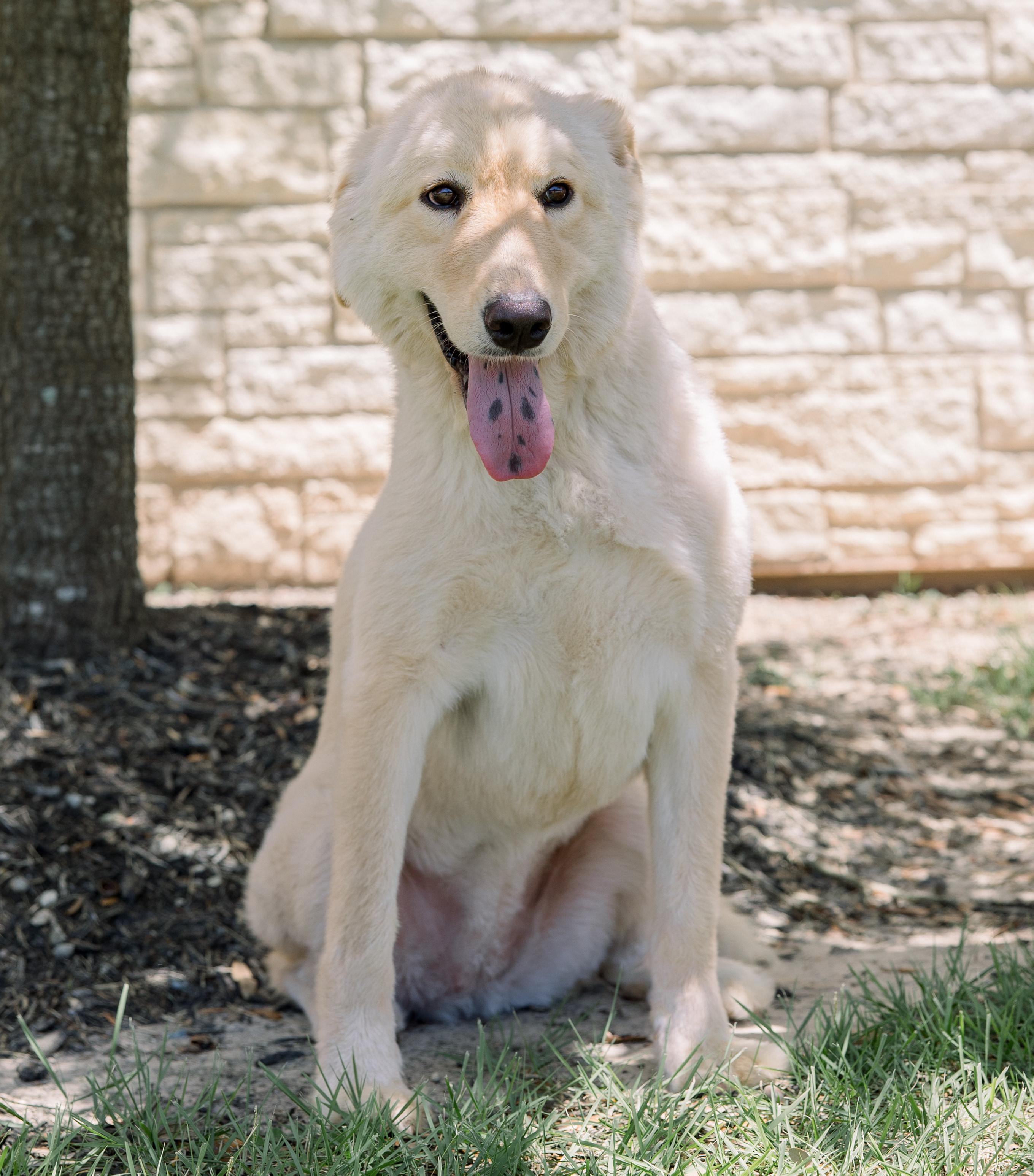 Enlarge Sammy, an adoptable mixed breed in Bryan, TX image 4/4