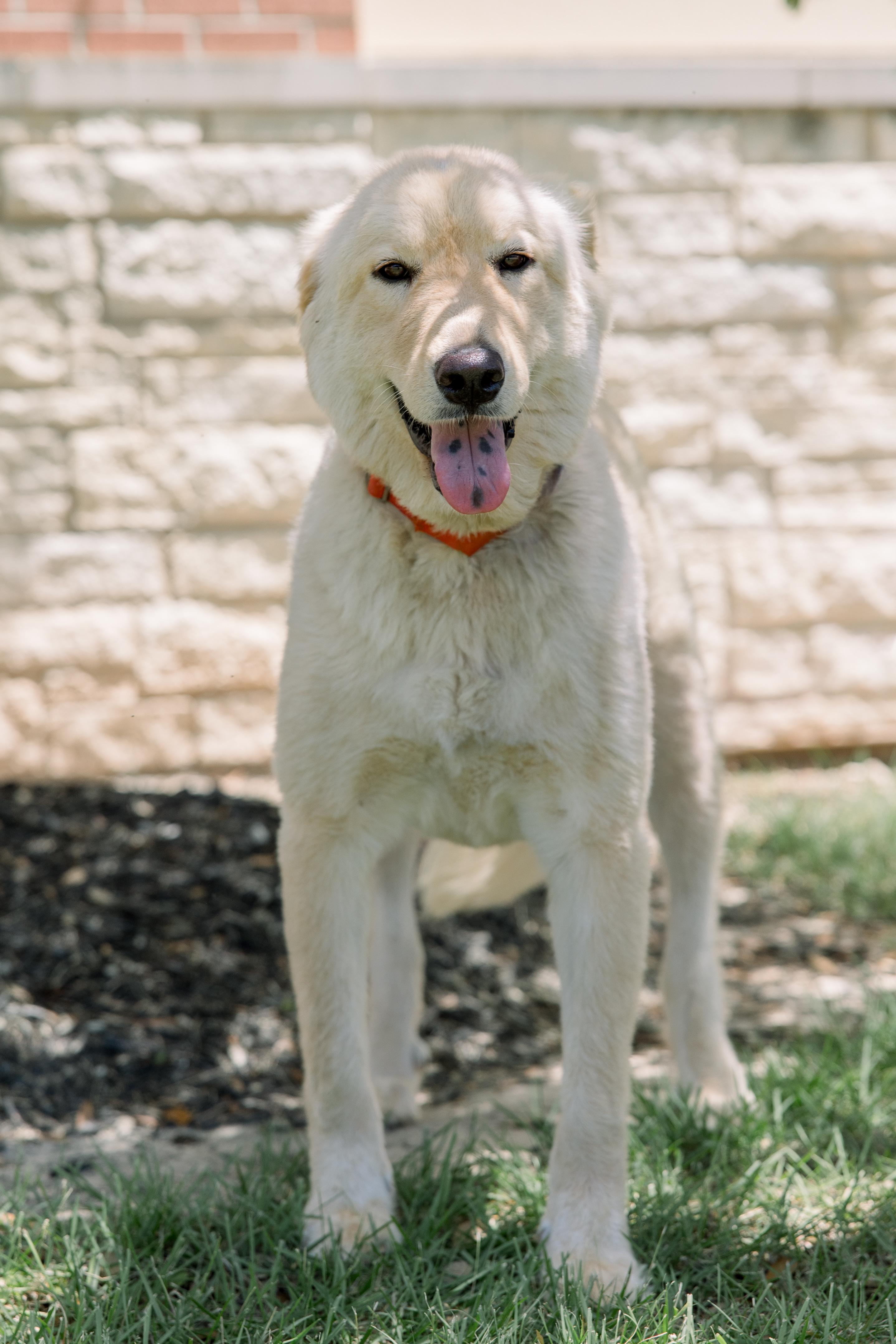 Enlarge Sammy, an adoptable mixed breed in Bryan, TX image 3/4