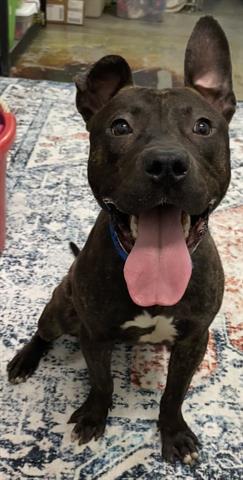 Enlarge FIFTY, a Adoptable mixed breed in Dayton, OH image 1/1