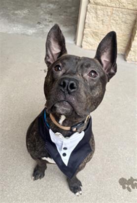 FIFTY, Adoptable, Young Male Pit Bull Terrier & Mixed Breed.