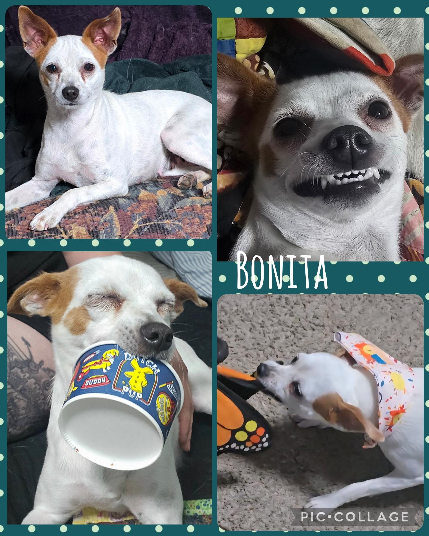 Bonita, Adoptable, Adult Female Chihuahua & Jack Russell Terrier.