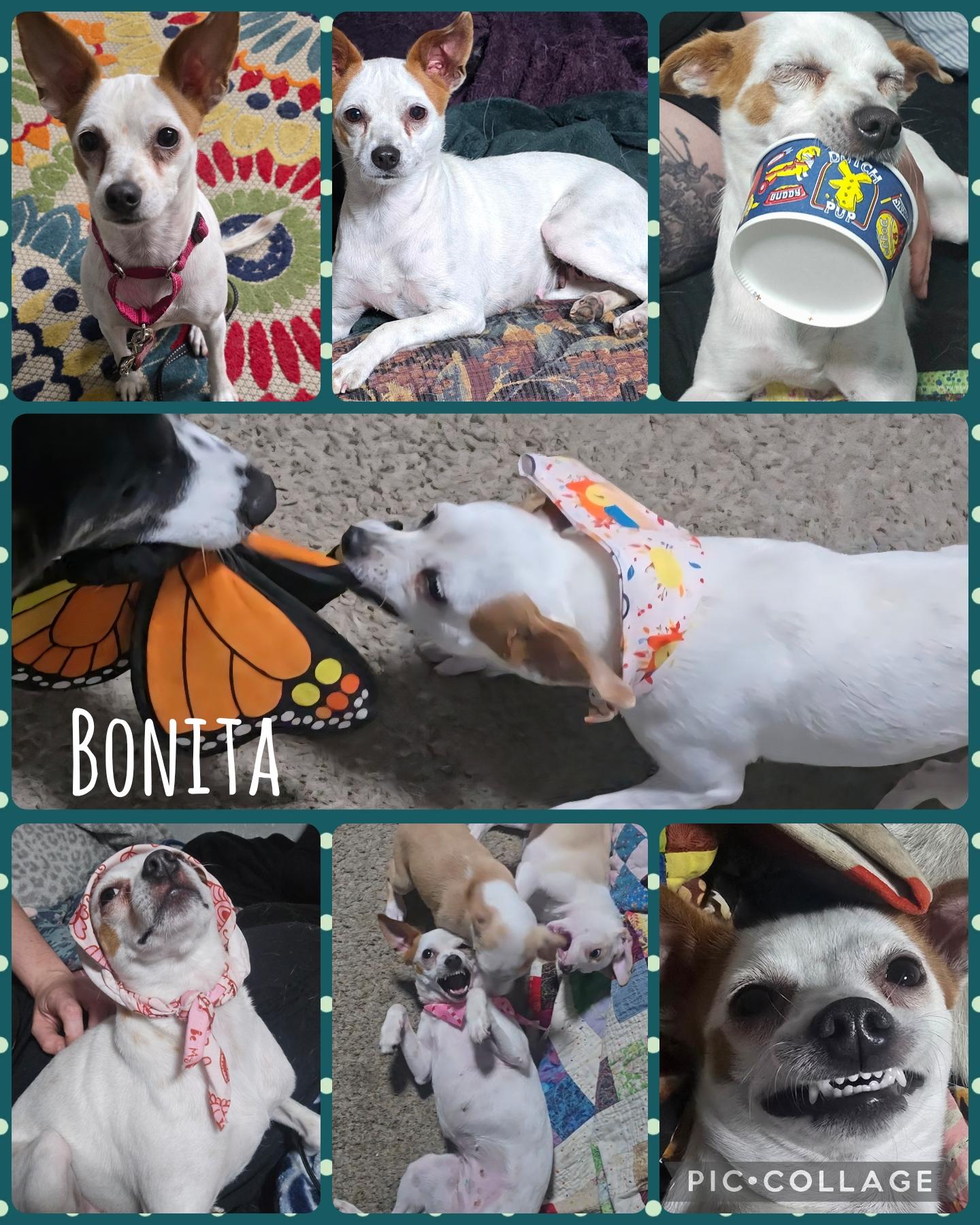 Bonita, Adoptable, Adult Female Chihuahua & Jack Russell Terrier.