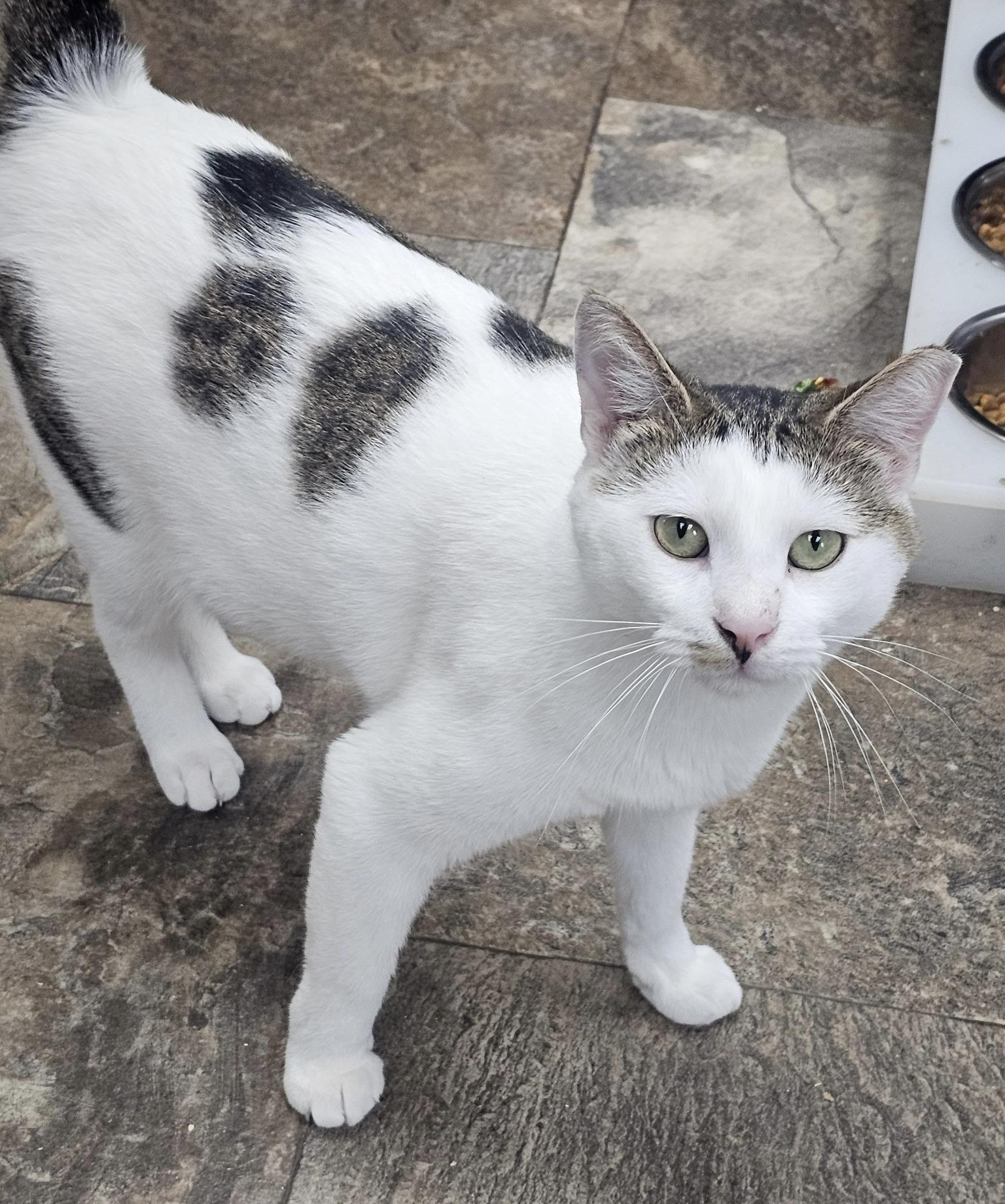 Enlarge Miles Morales, a Adoptable Domestic Short Hair in Breinigsville, PA image 2/3