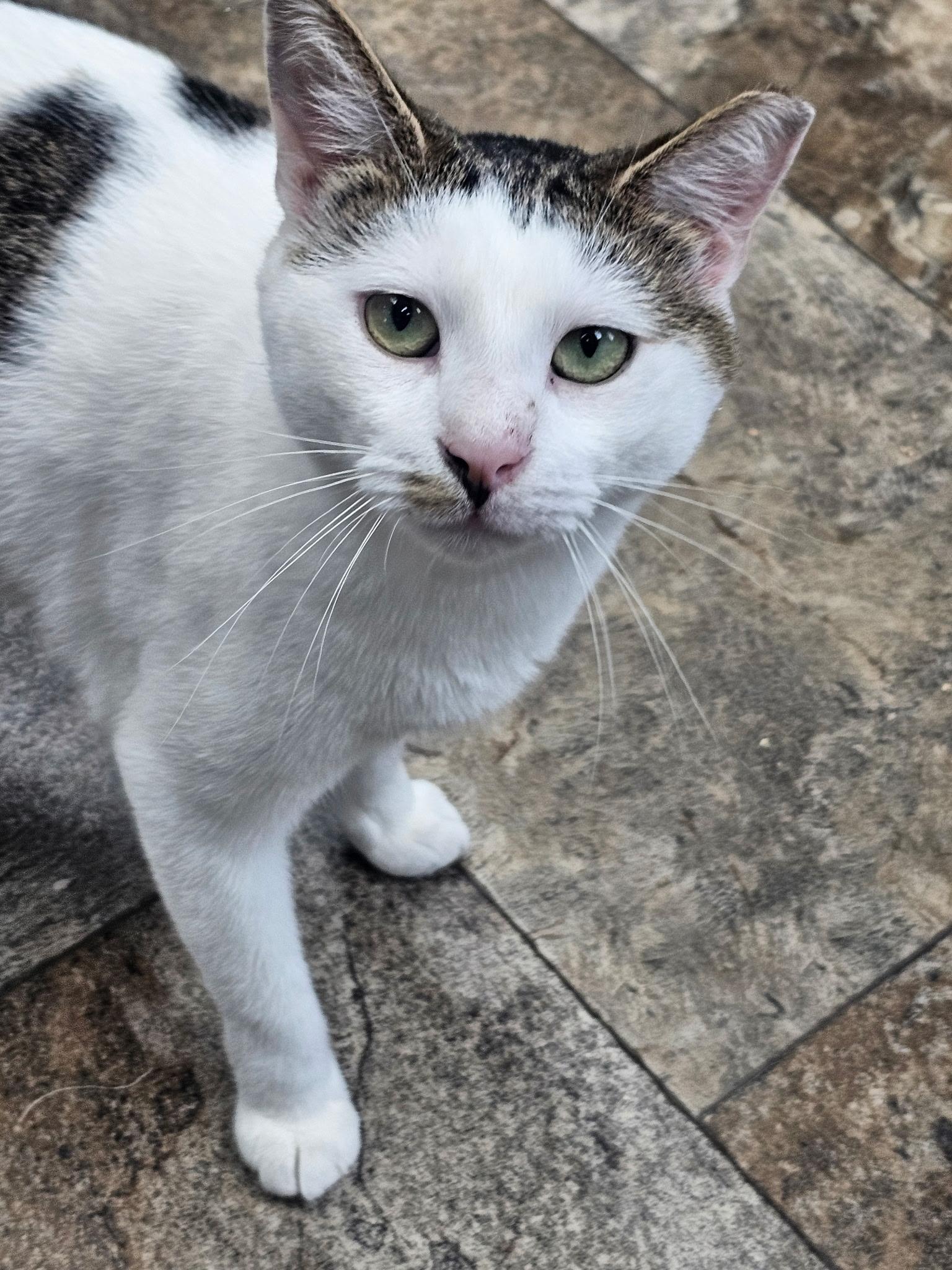 Enlarge Miles Morales, a Adoptable Domestic Short Hair in Breinigsville, PA image 3/3