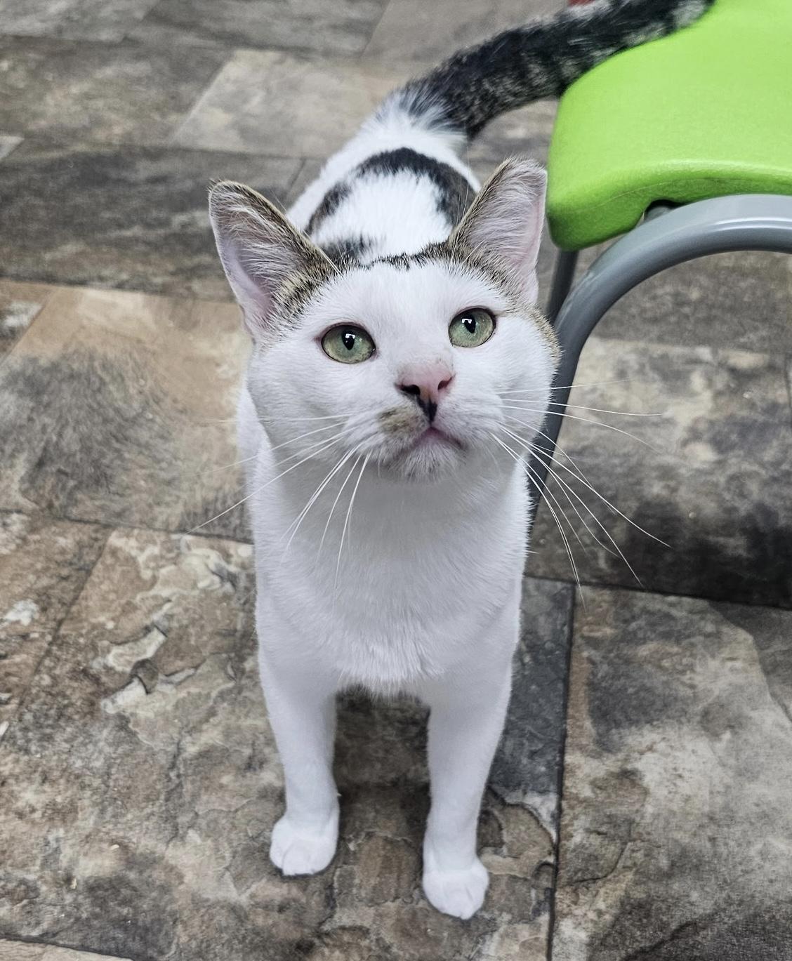 Enlarge Miles Morales, a Adoptable Domestic Short Hair in Breinigsville, PA image 1/3