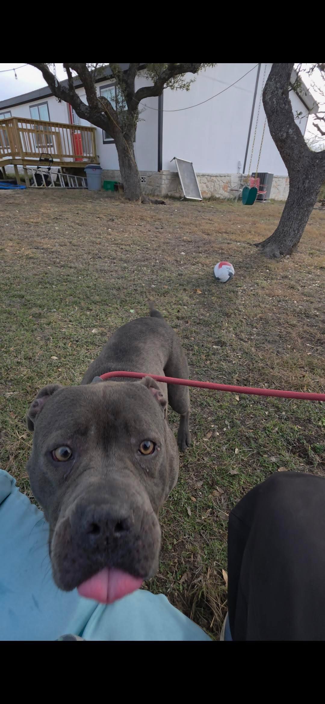 Shadow, a Adoptable American Staffordshire Terrier in Boise, ID image 3/6