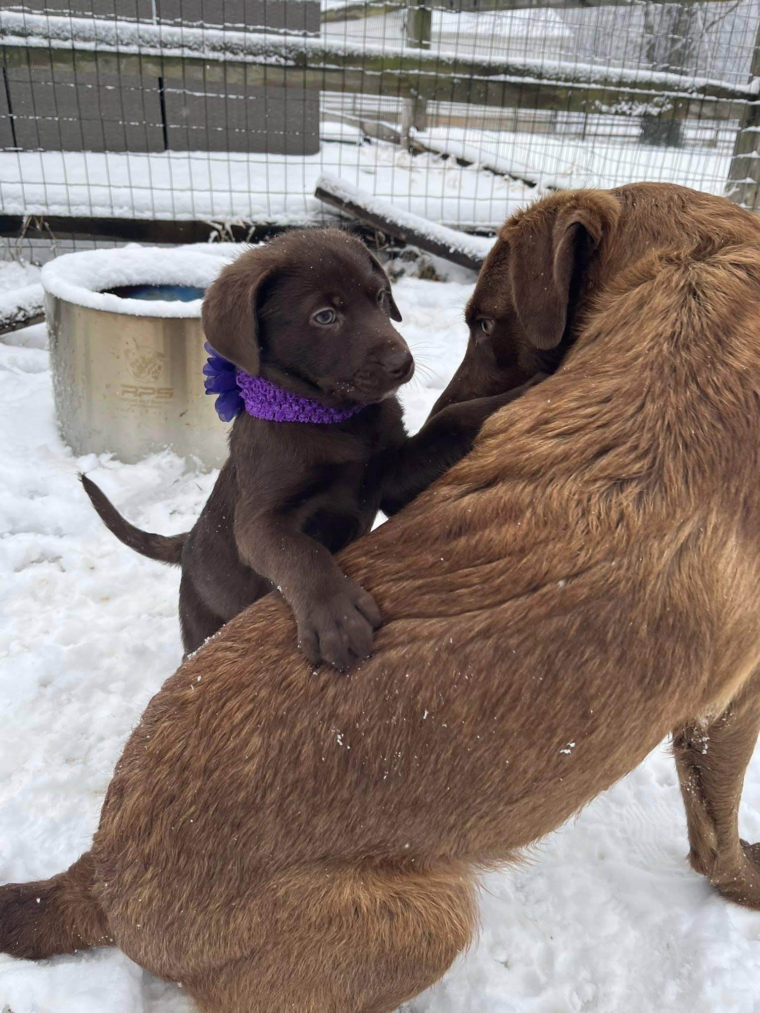Enlarge Riley, a ADOPTABLE mixed breed in Jarrettsville, MD image 3/5