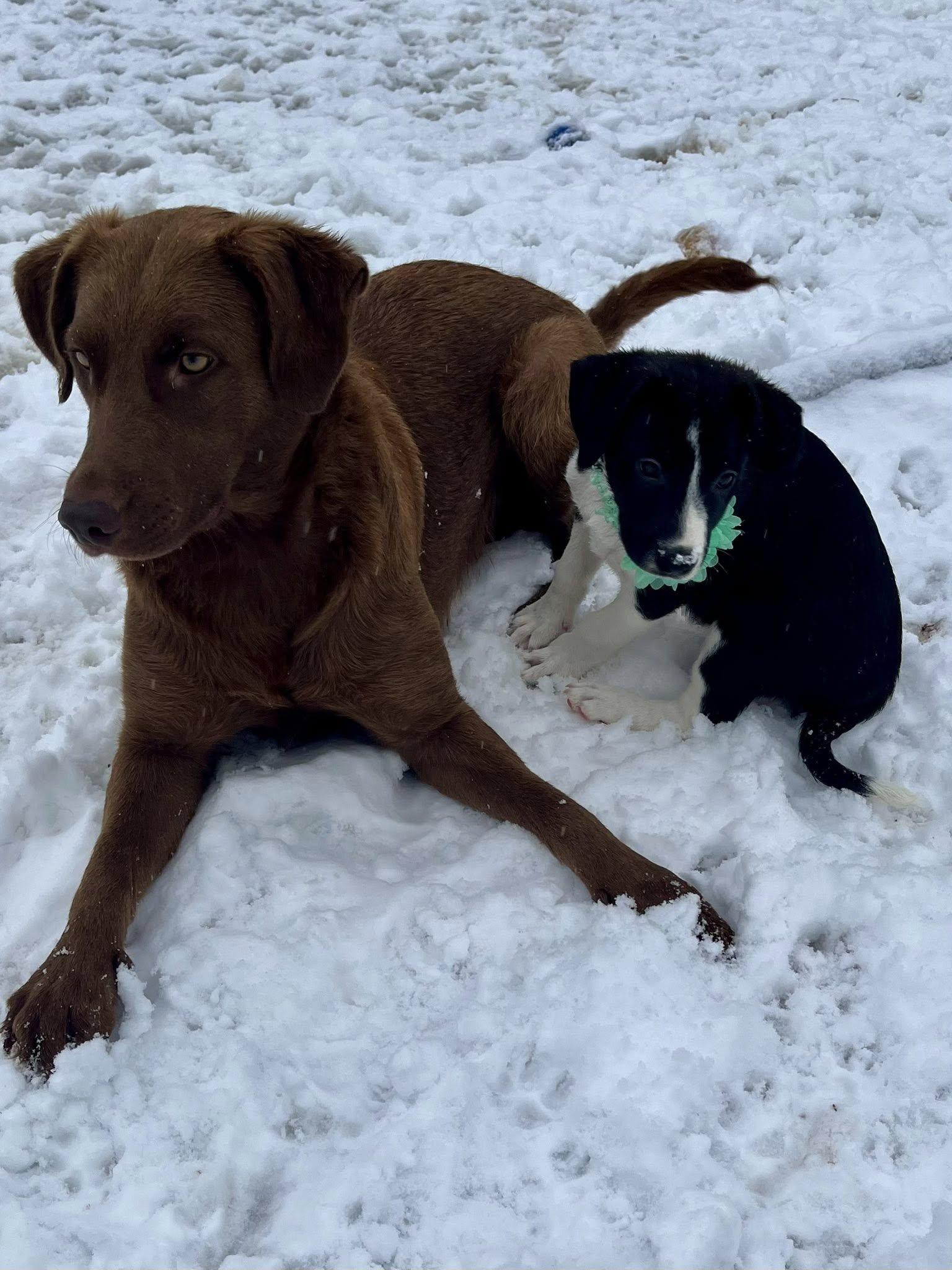 Enlarge Riley, a ADOPTABLE mixed breed in Jarrettsville, MD image 5/5