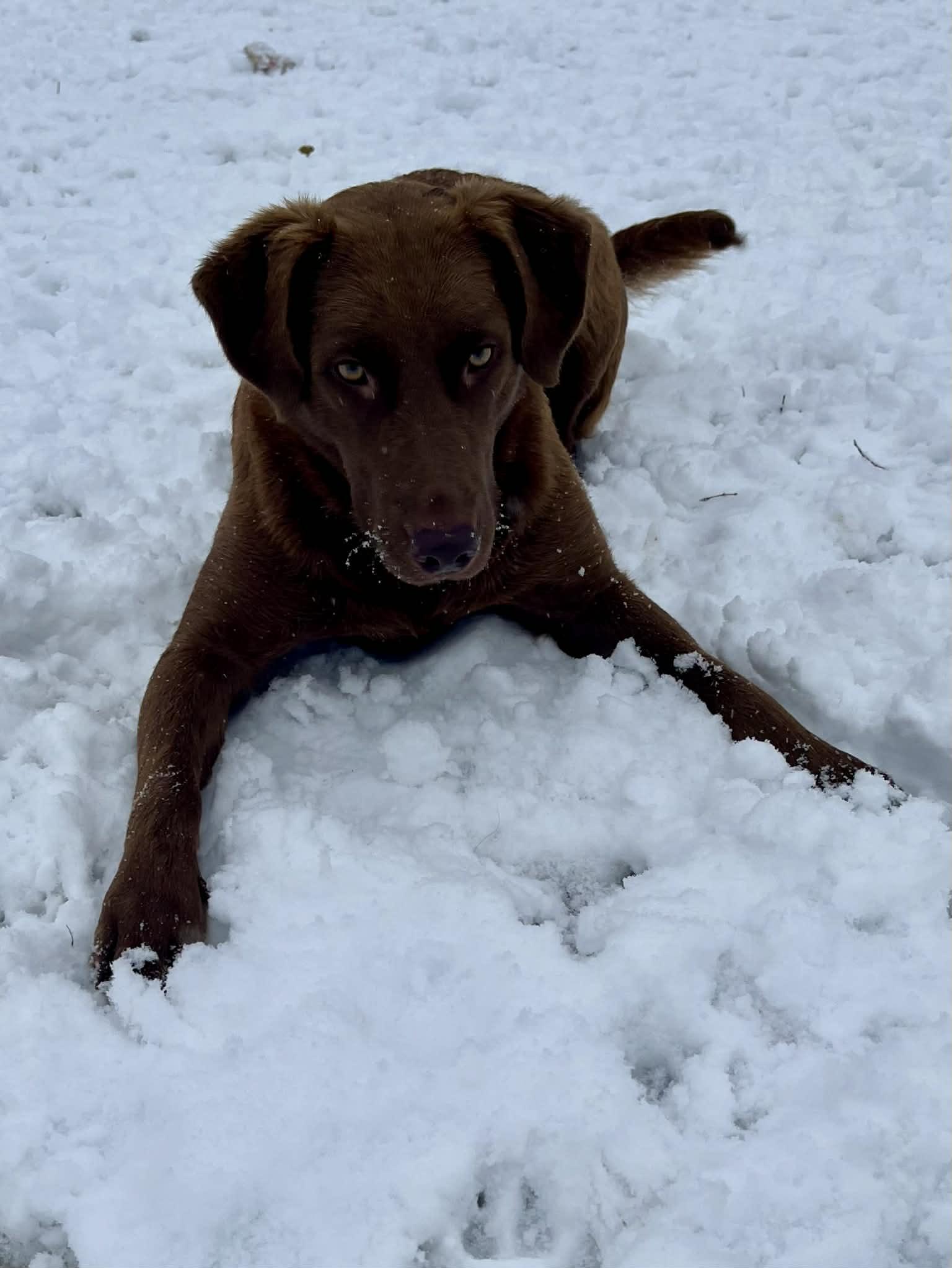 Enlarge Riley, a ADOPTABLE mixed breed in Jarrettsville, MD image 2/5