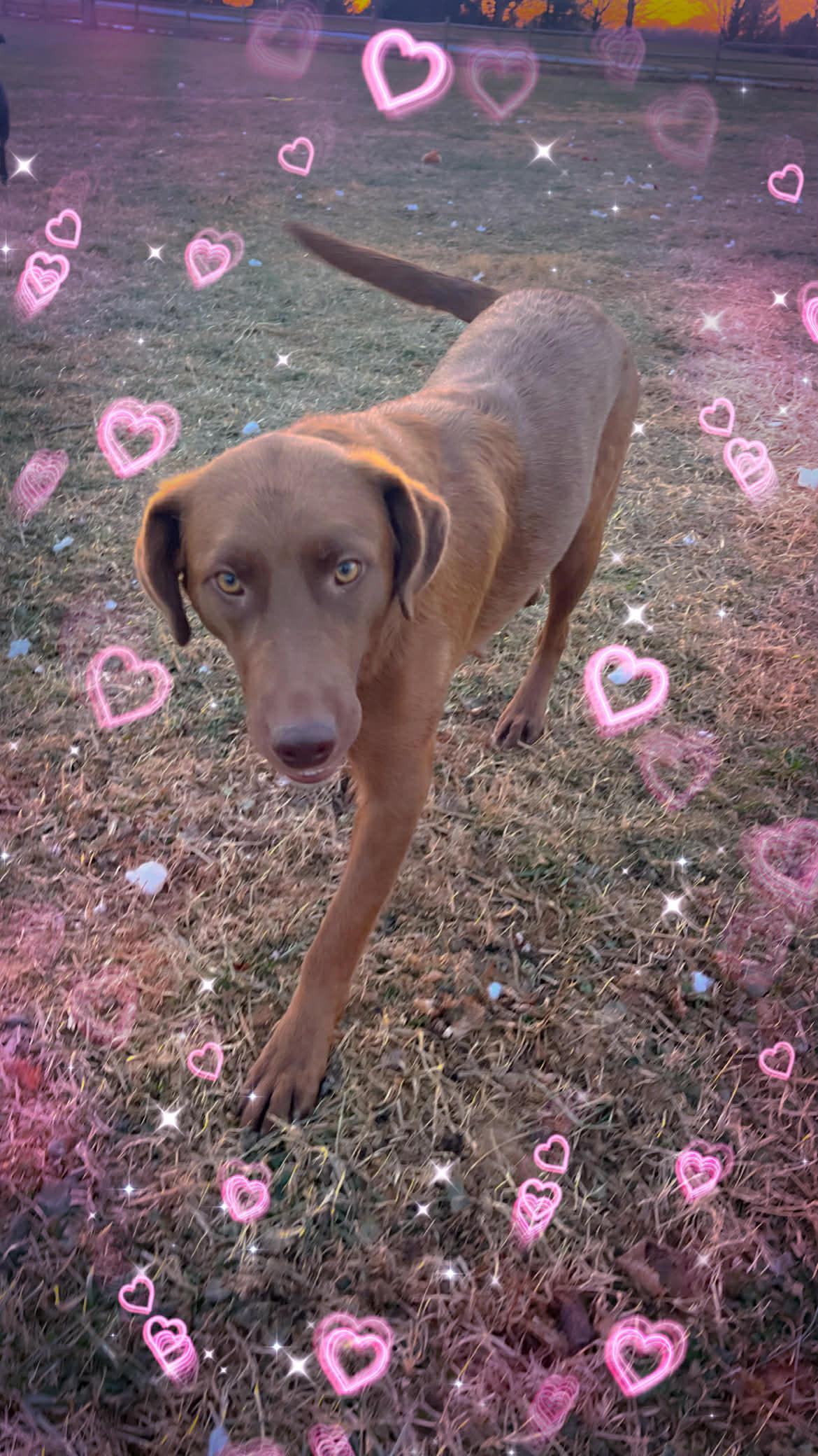 Enlarge Riley, a ADOPTABLE mixed breed in Jarrettsville, MD image 4/5