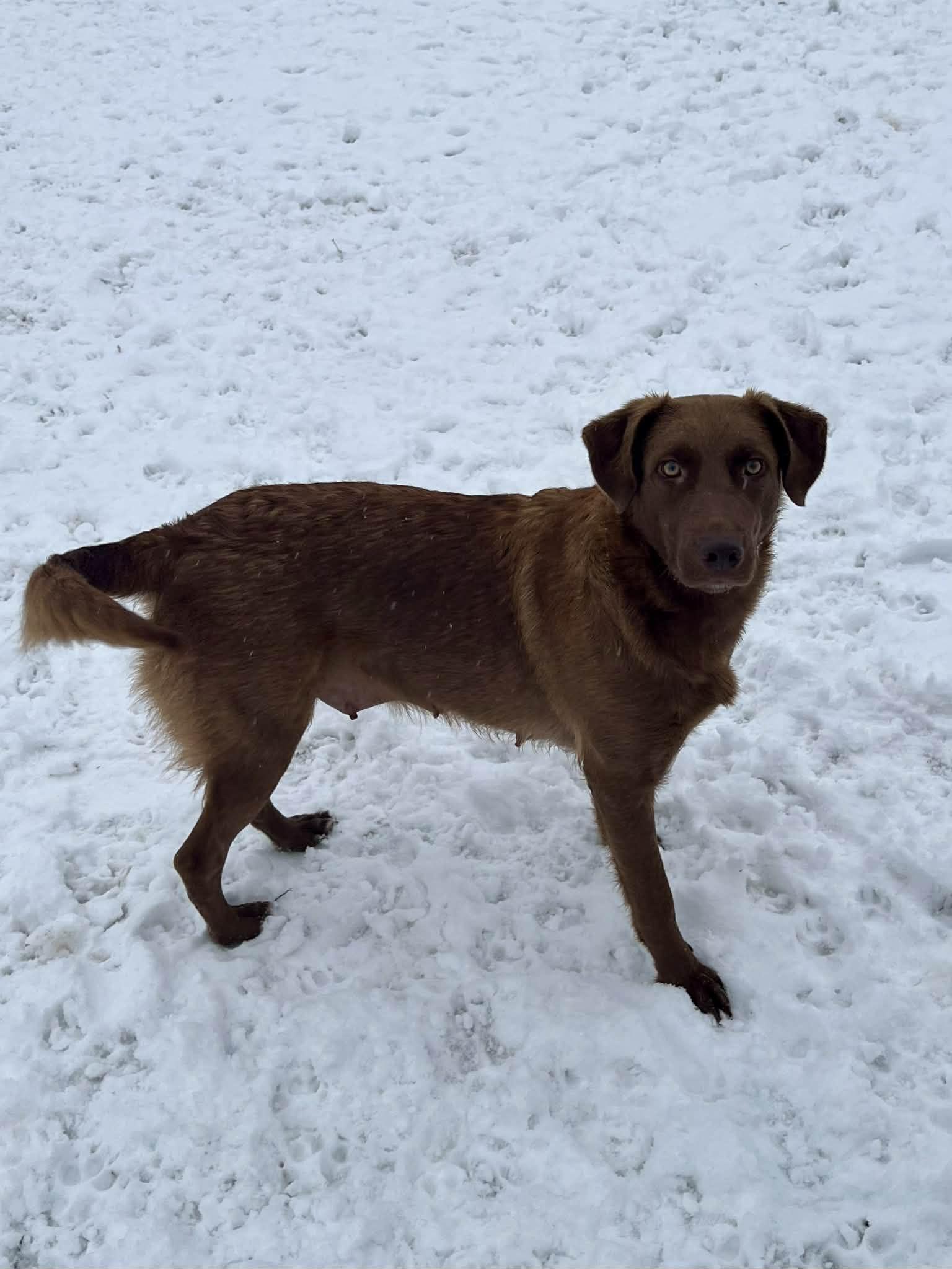 Riley, ADOPTABLE, Adult Female Chesapeake Bay Retriever.