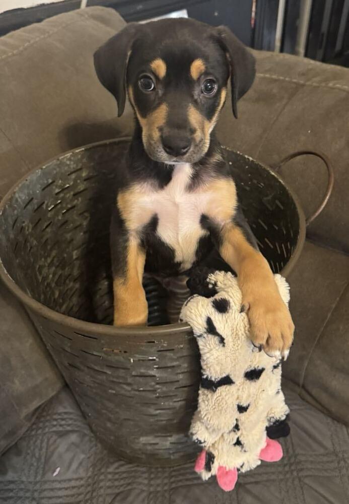 Christmas Pups  Cindy thumbnail 2