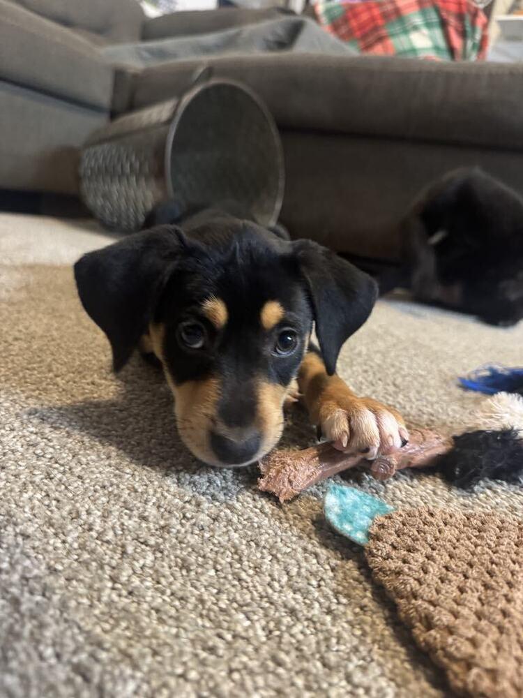 Christmas Pups  Cindy thumbnail 3