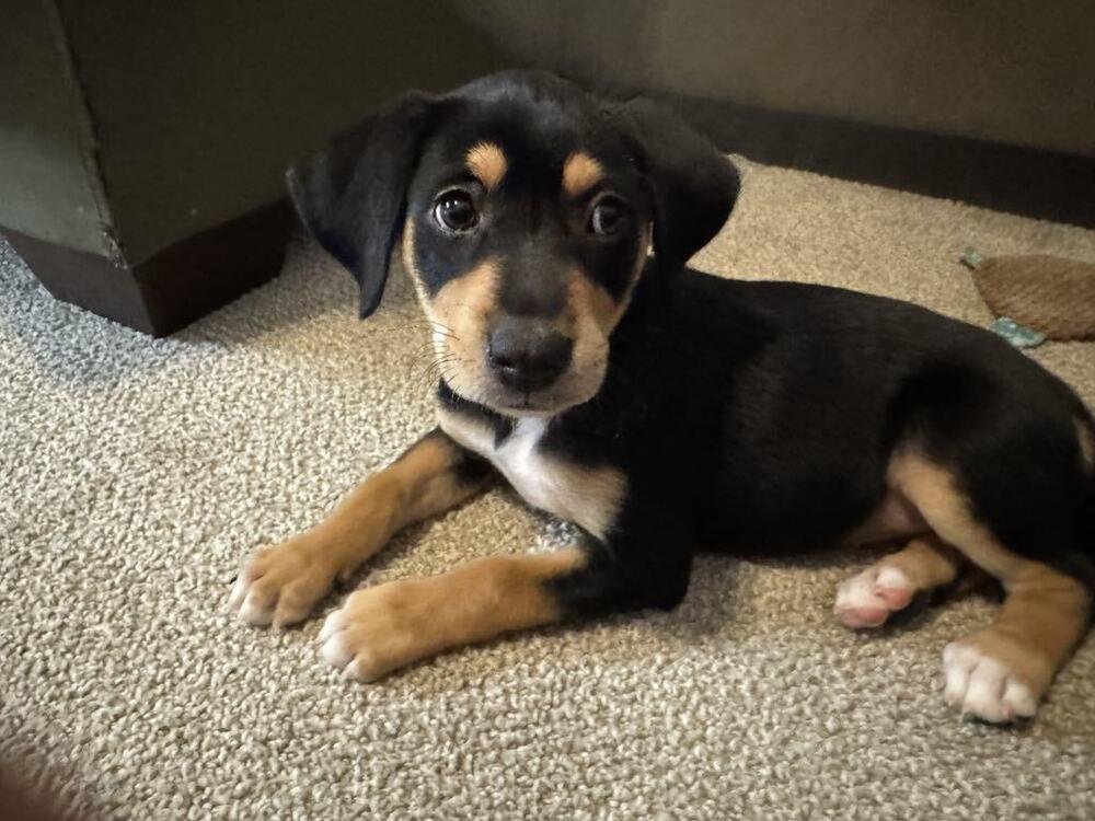 Christmas Pups  Cindy thumbnail 4