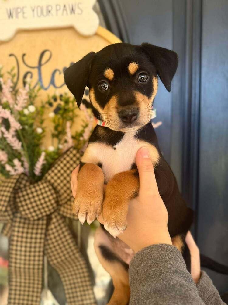 Christmas Pups  Cindy thumbnail 6