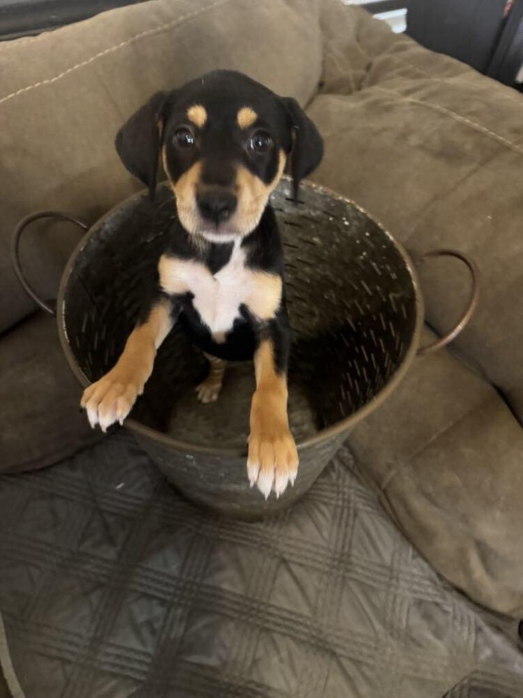 Christmas Pups  Cindy thumbnail 7