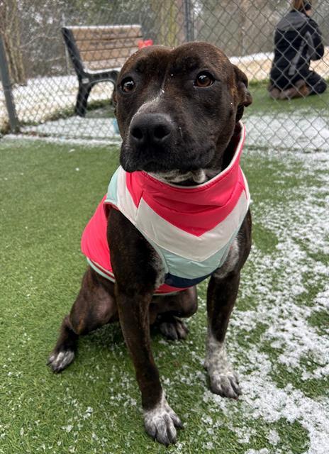 DESTINY, Adoptable, Adult Female Mixed Breed.