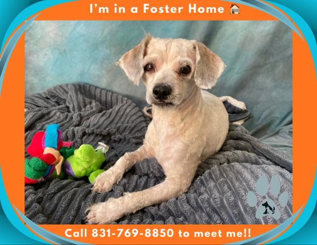 Enlarge CHARLIE, a Adoptable Poodle in Salinas, CA image 1/1