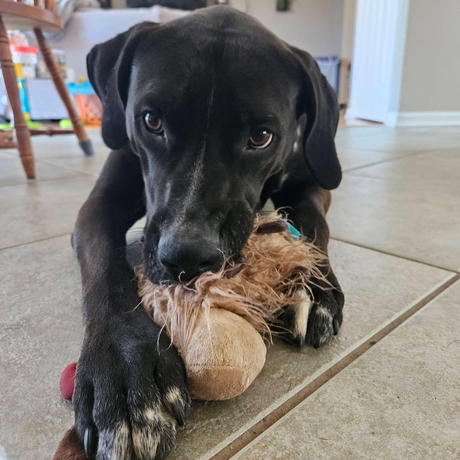 Enlarge Maxx, a ADOPTABLE mixed breed in McHenry, IL image 2/6
