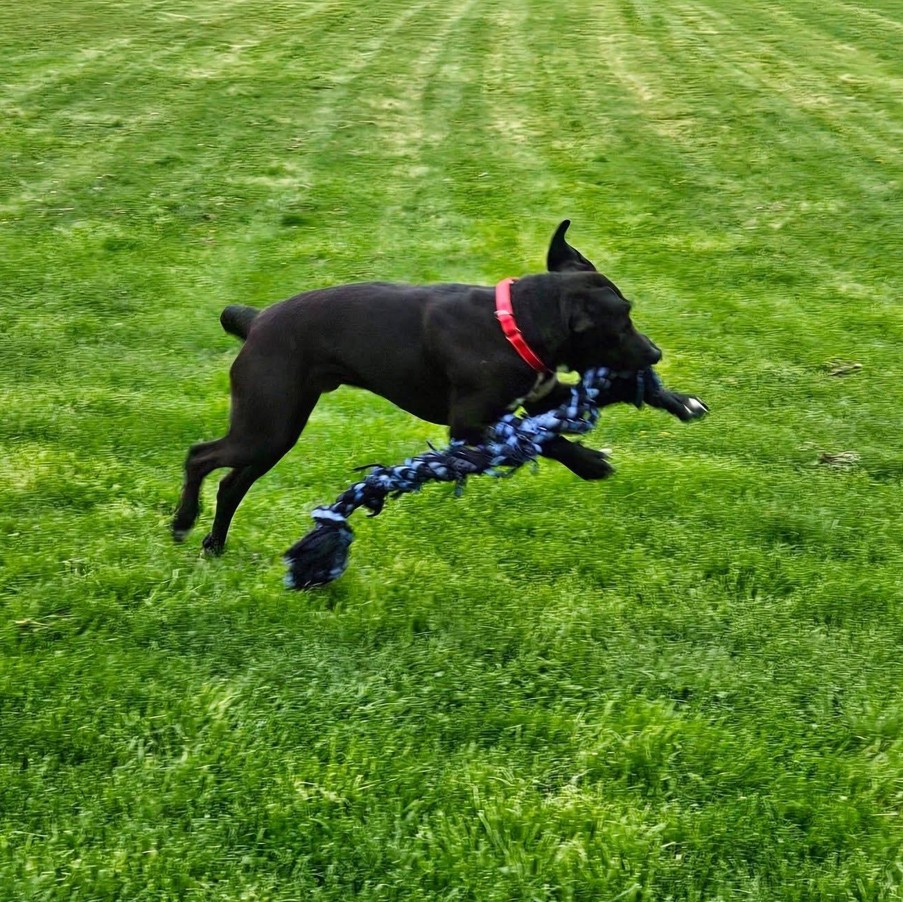 Enlarge Maxx, a ADOPTABLE mixed breed in McHenry, IL image 4/6