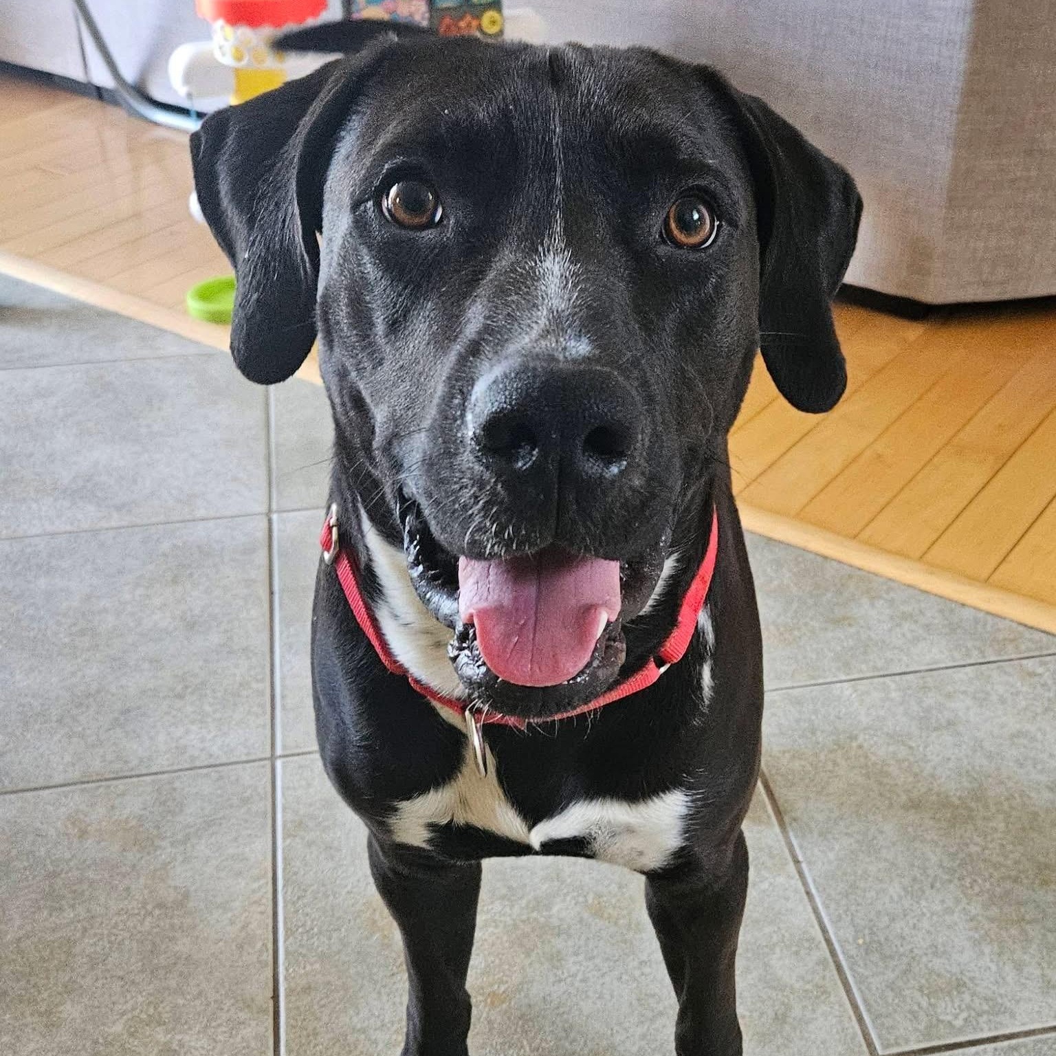 Enlarge Maxx, a ADOPTABLE mixed breed in McHenry, IL image 3/6