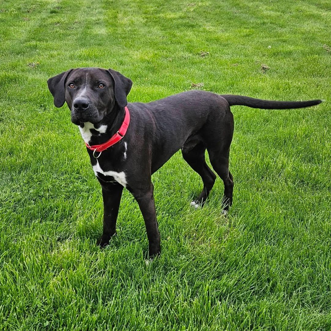 Enlarge Maxx, a ADOPTABLE mixed breed in McHenry, IL image 1/6