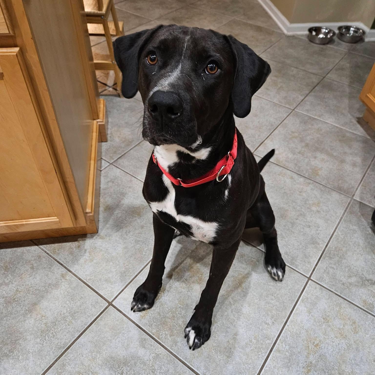 Enlarge Maxx, a ADOPTABLE mixed breed in McHenry, IL image 6/6