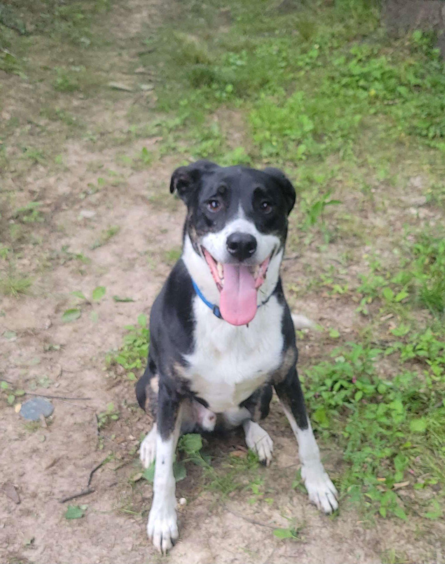Enlarge Max, a Adopted Mixed Breed in Fenton, MO image 1/3