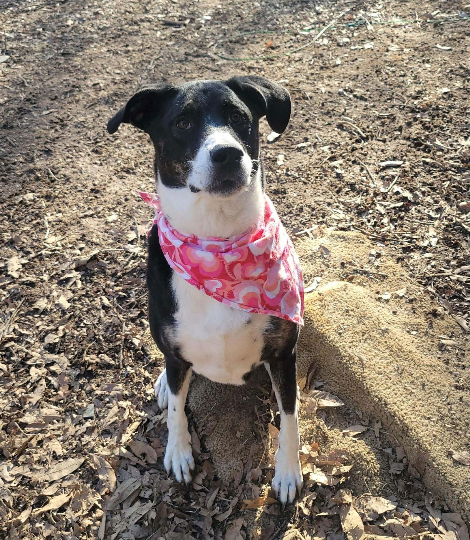 Enlarge Max, a Adopted Mixed Breed in Fenton, MO image 2/3