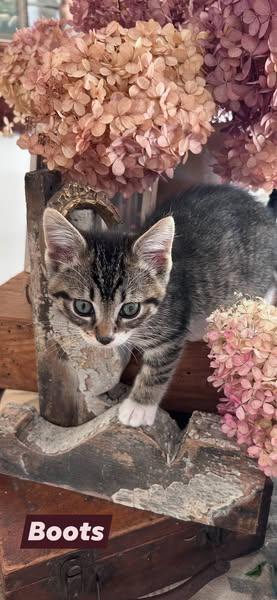 boots, Adoptable, Kitten Male Domestic Short Hair.