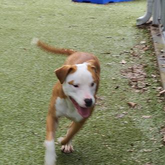 Tater Tot, ADOPTABLE, Young Female Terrier.