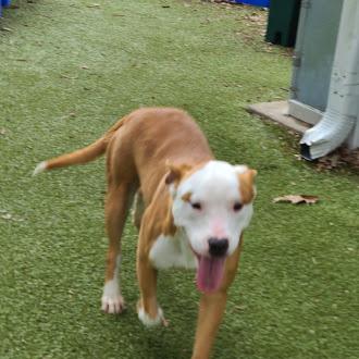 Enlarge Tater Tot, a ADOPTABLE mixed breed in Germantown, TN image 3/3