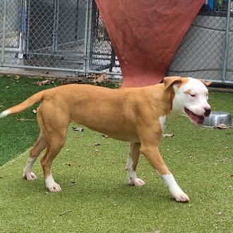 Enlarge Tater Tot, a ADOPTABLE mixed breed in Germantown, TN image 2/3