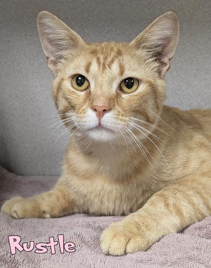 Rustle, Adoptable, Adult Male Domestic Short Hair & Domestic Short Hair.