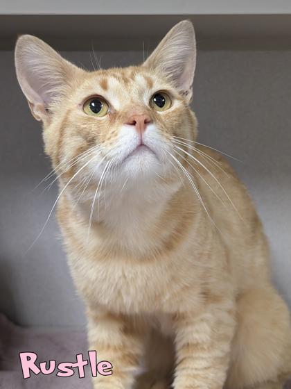 Rustle, a Adoptable mixed breed in Mason, MI image 2/2