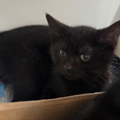 Sporty Spice, Adoptable, Kitten Female Domestic Short Hair & Domestic Short Hair.