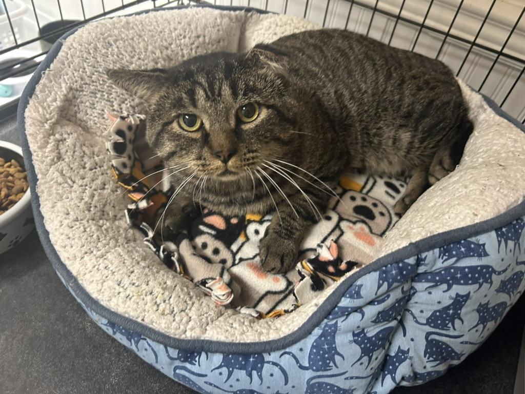 Enlarge Scrappy, a Adopted Domestic Short Hair in Cape May, NJ image 1/2