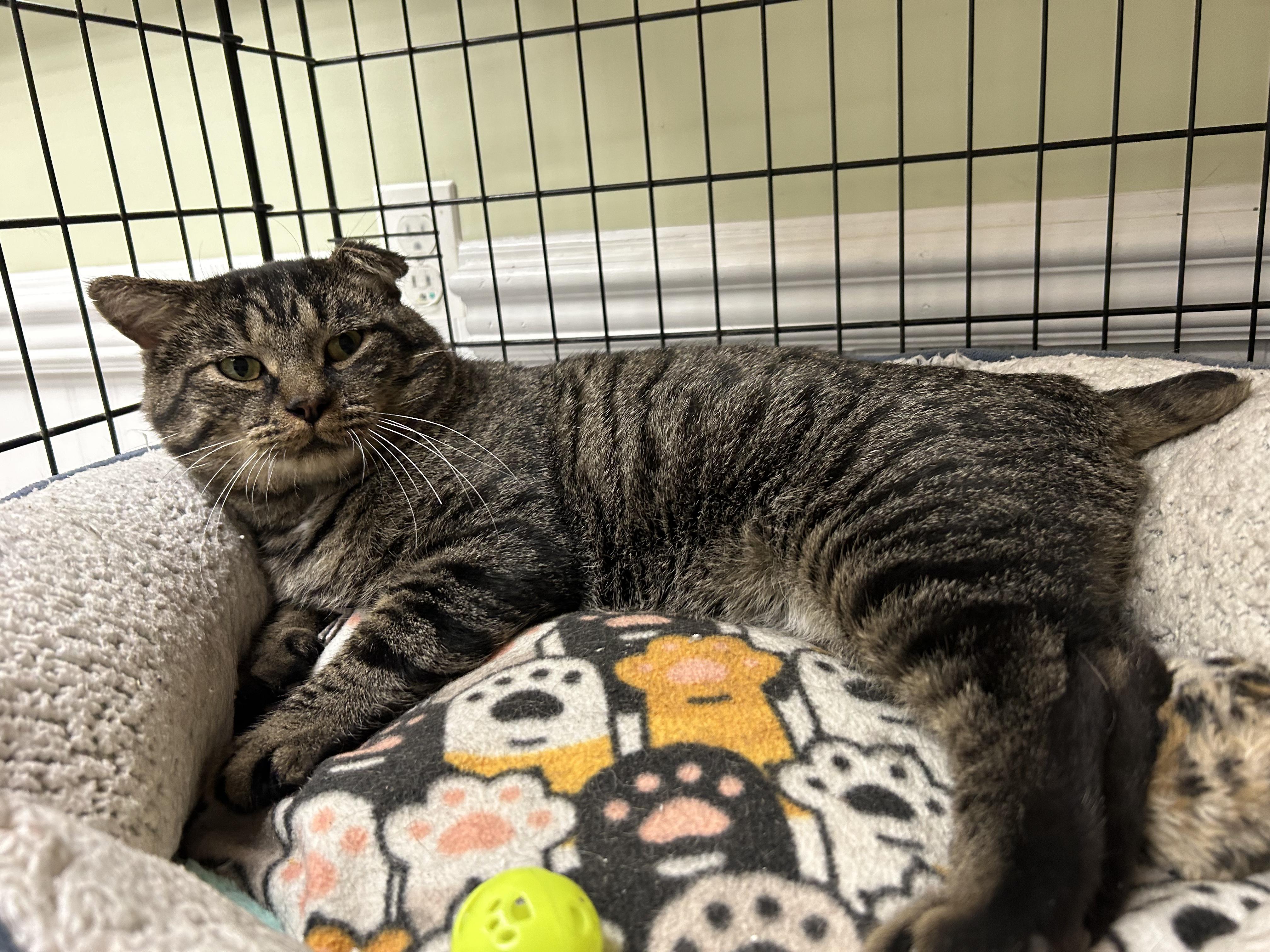 Enlarge Scrappy, a Adopted Domestic Short Hair in Cape May, NJ image 2/2