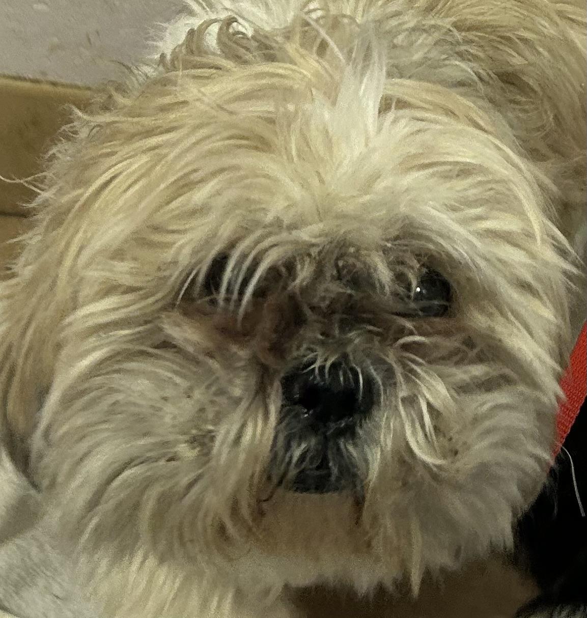 Enlarge Oscar, a Adoptable mixed breed in Oak Ridge, NJ image 1/4