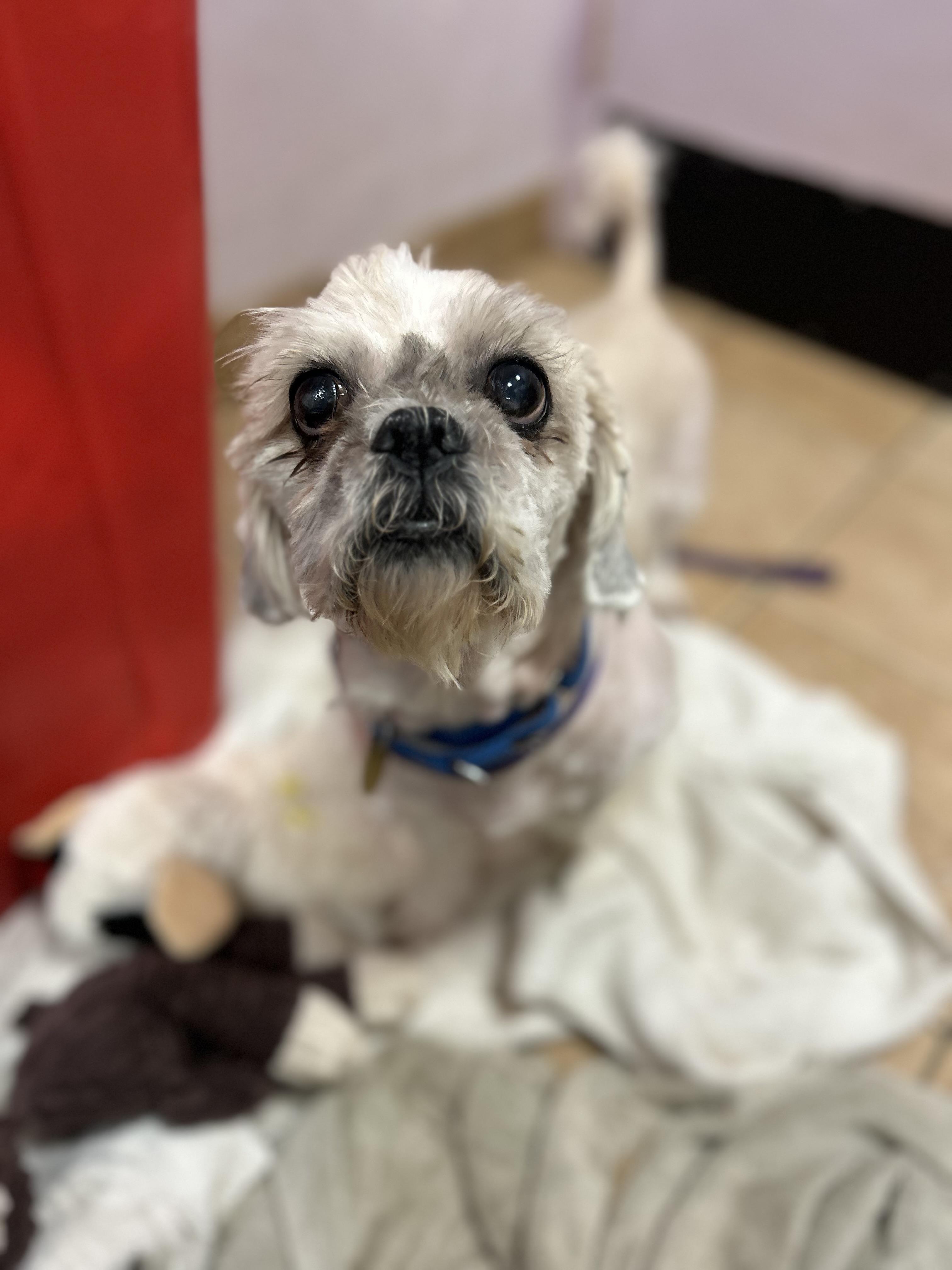 Oscar, Senior Male Shih Tzu