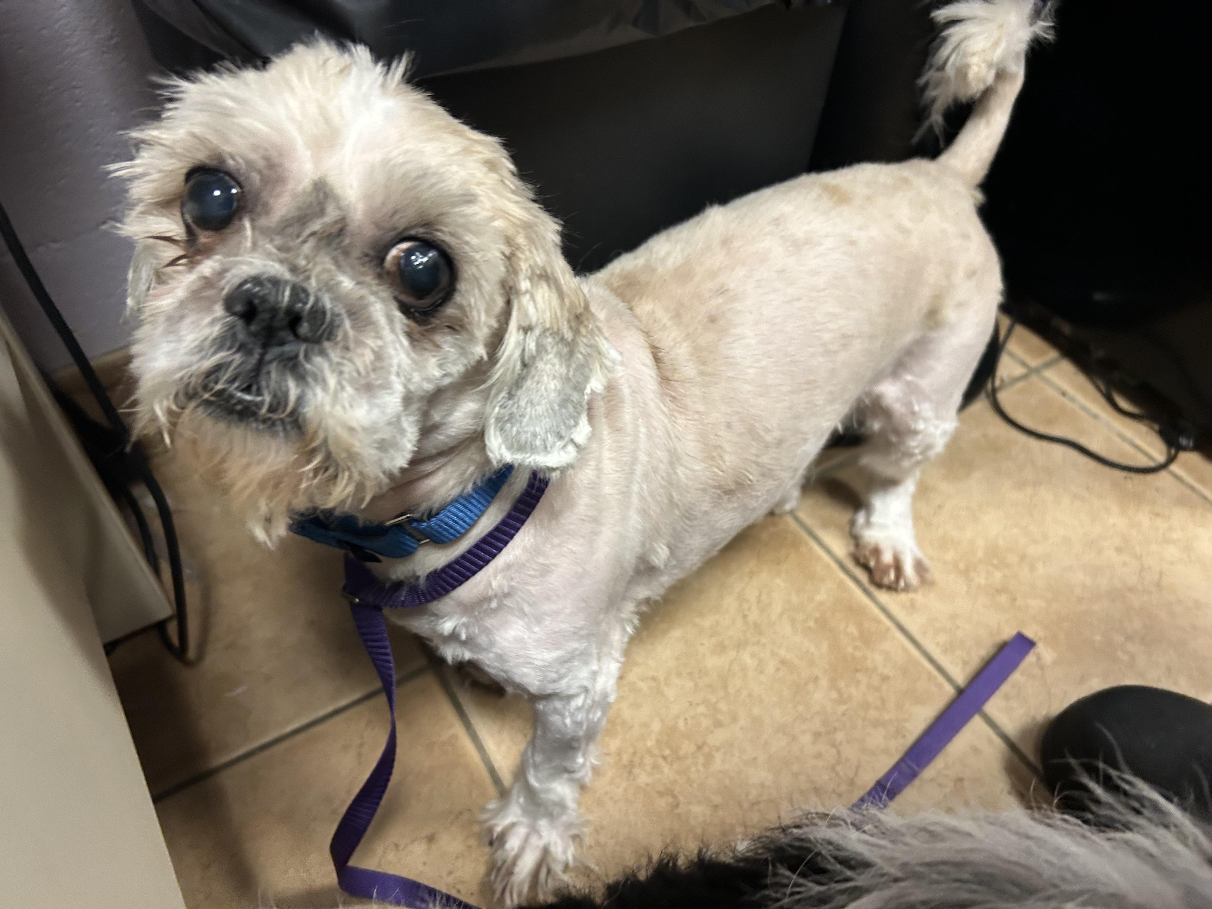 Enlarge Oscar, a Adoptable mixed breed in Oak Ridge, NJ image 3/4