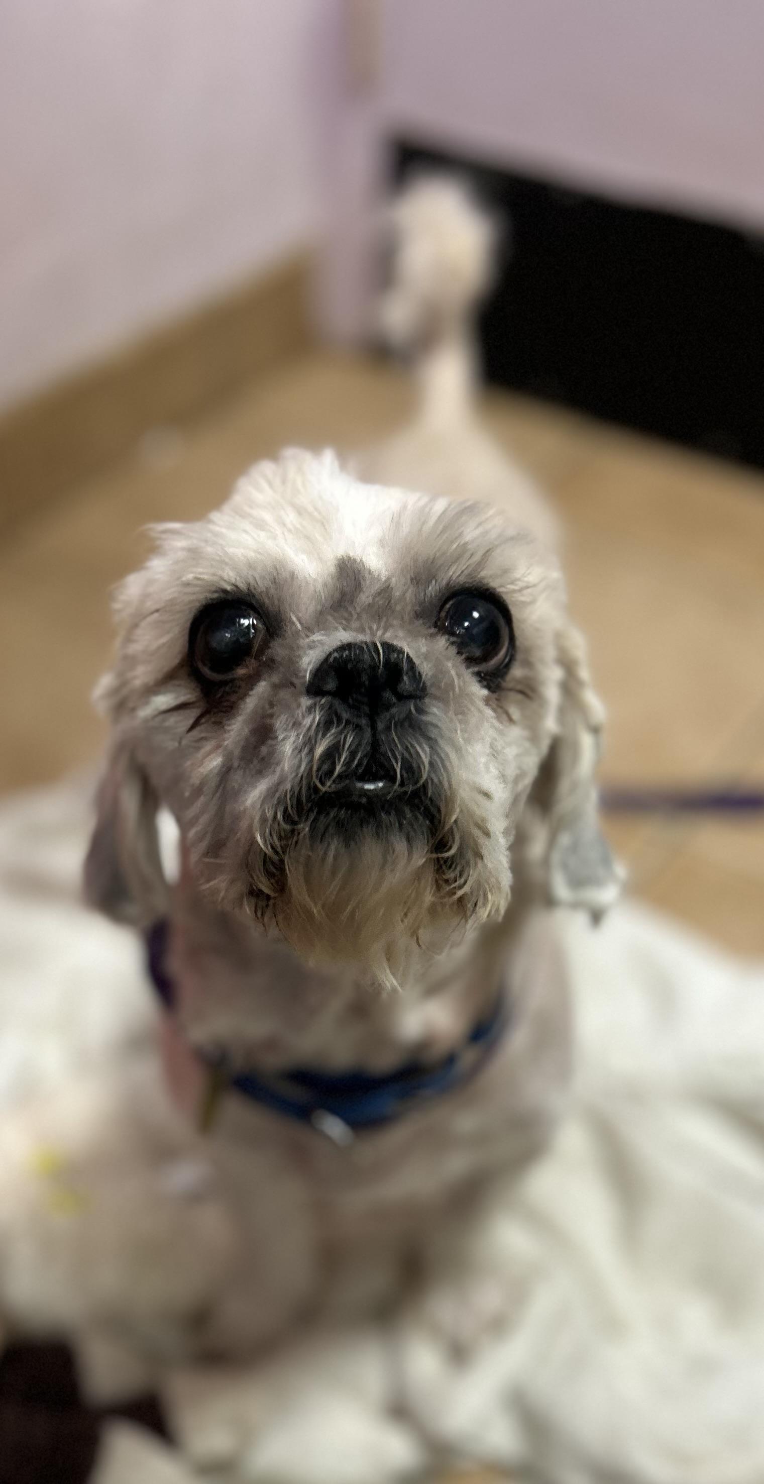 Enlarge Oscar, a Adoptable mixed breed in Oak Ridge, NJ image 4/4