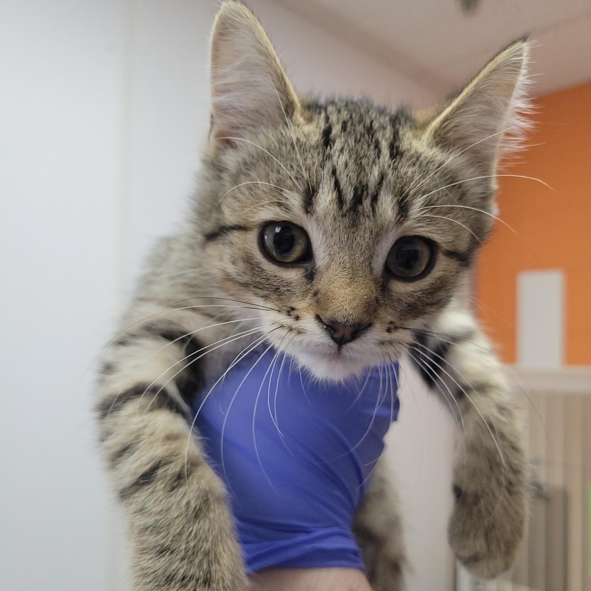 Enlarge Etch-A-Sketch, a Adoptable Domestic Short Hair in Plover, WI image 1/1