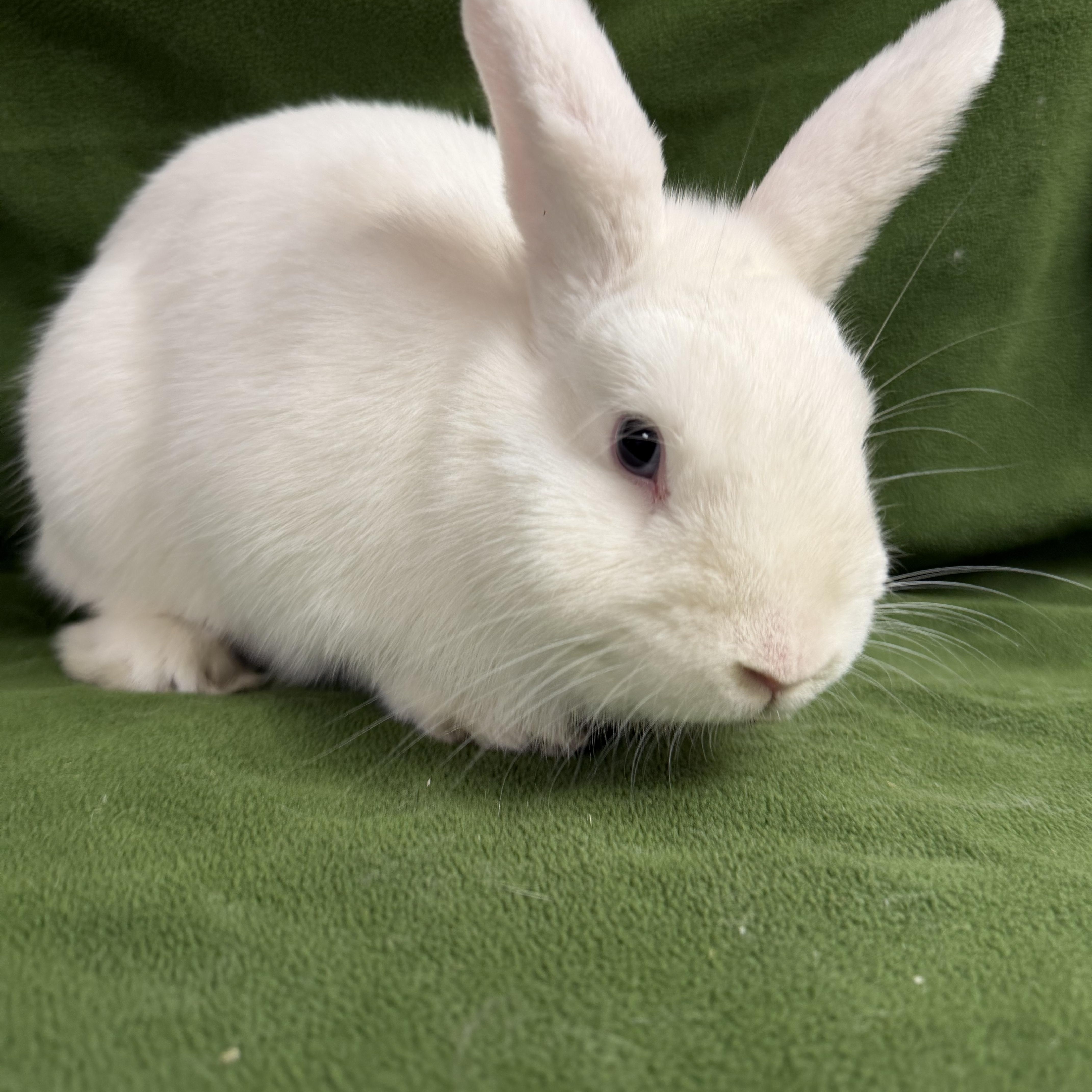 Enlarge Azure: video!!, an adopted Dwarf in Edinburg, PA image 5/5