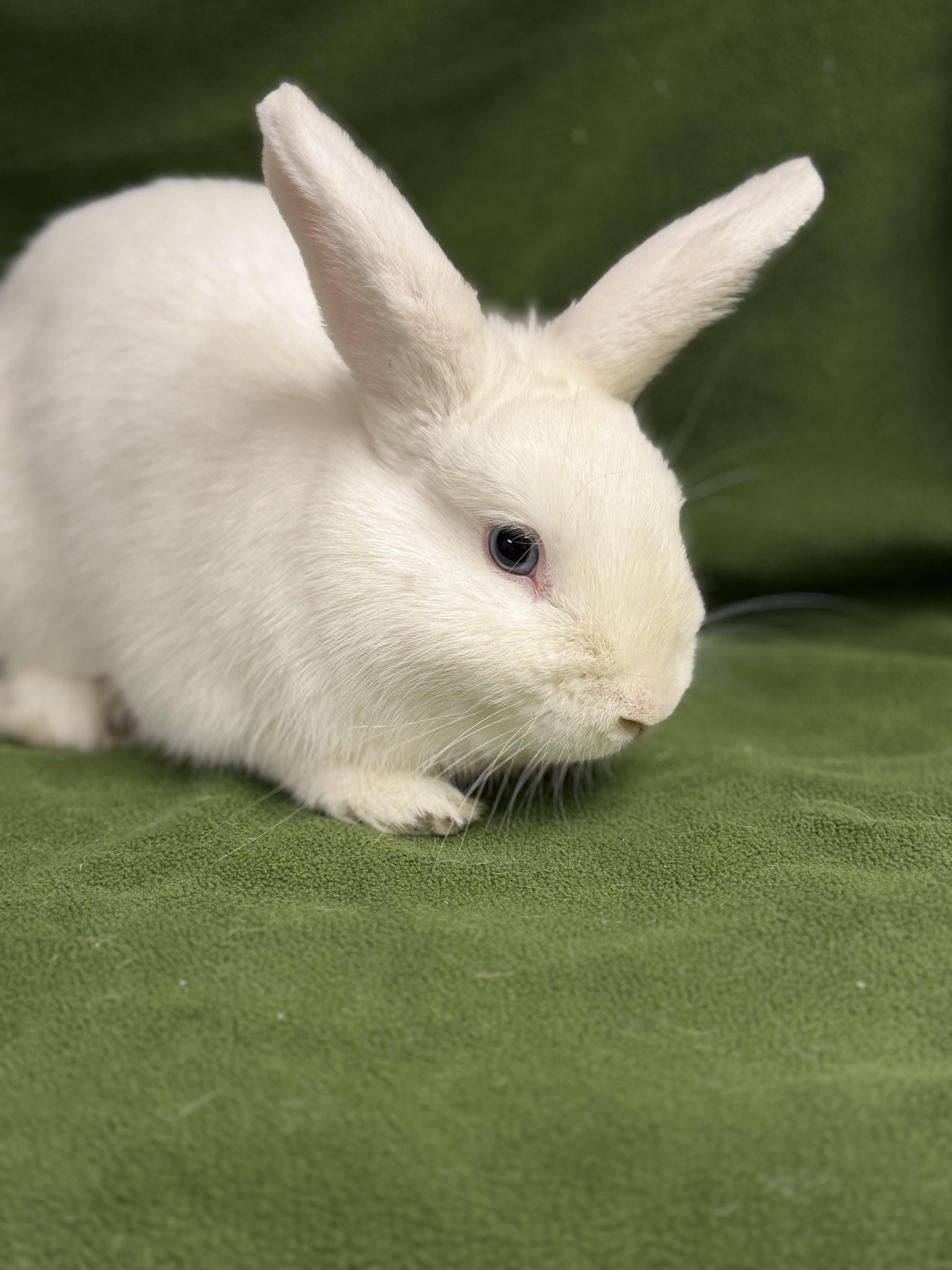 Enlarge Azure: video!!, an adopted Dwarf in Edinburg, PA image 2/5