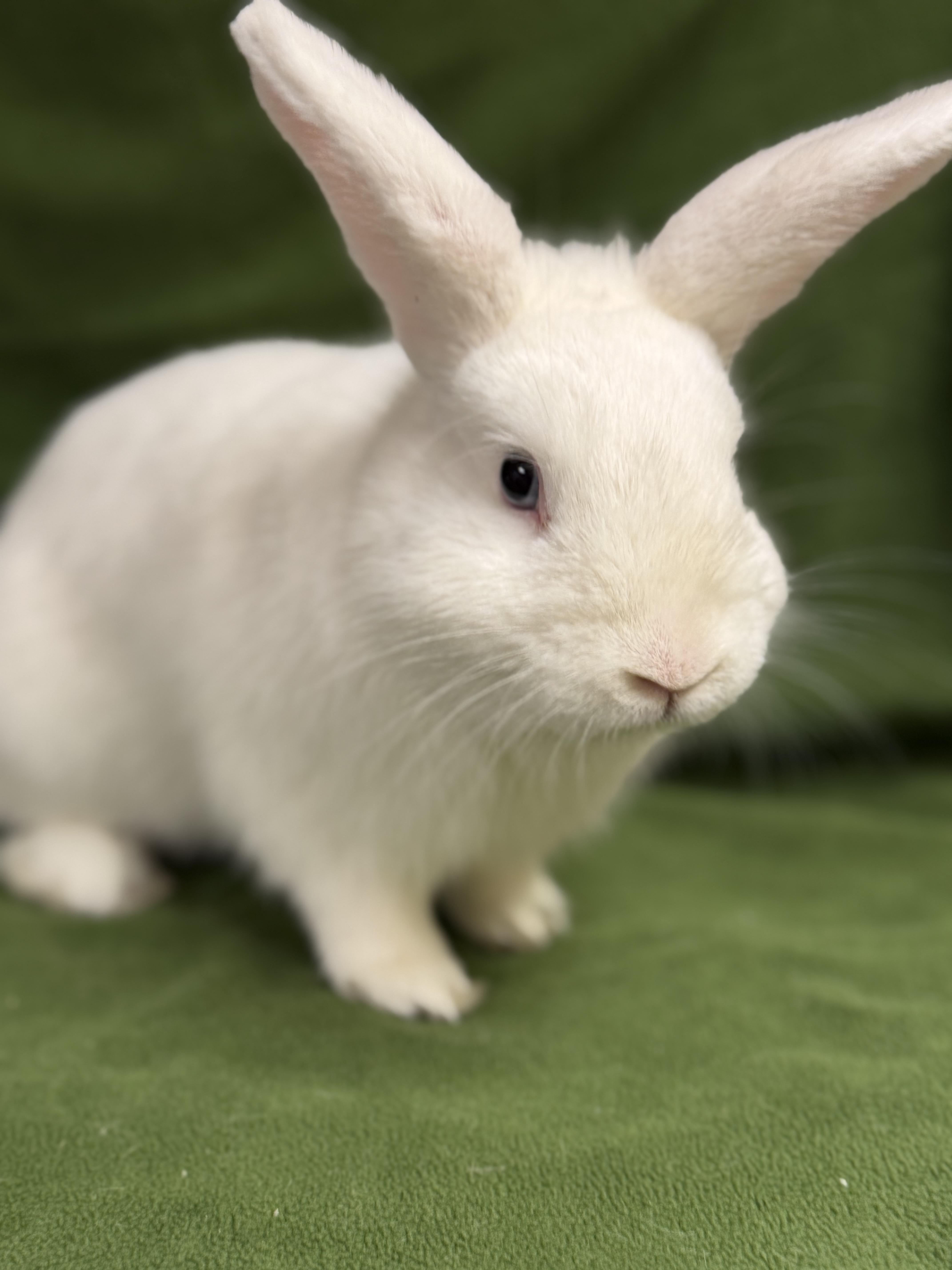 Enlarge Azure: video!!, an adopted Dwarf in Edinburg, PA image 1/5