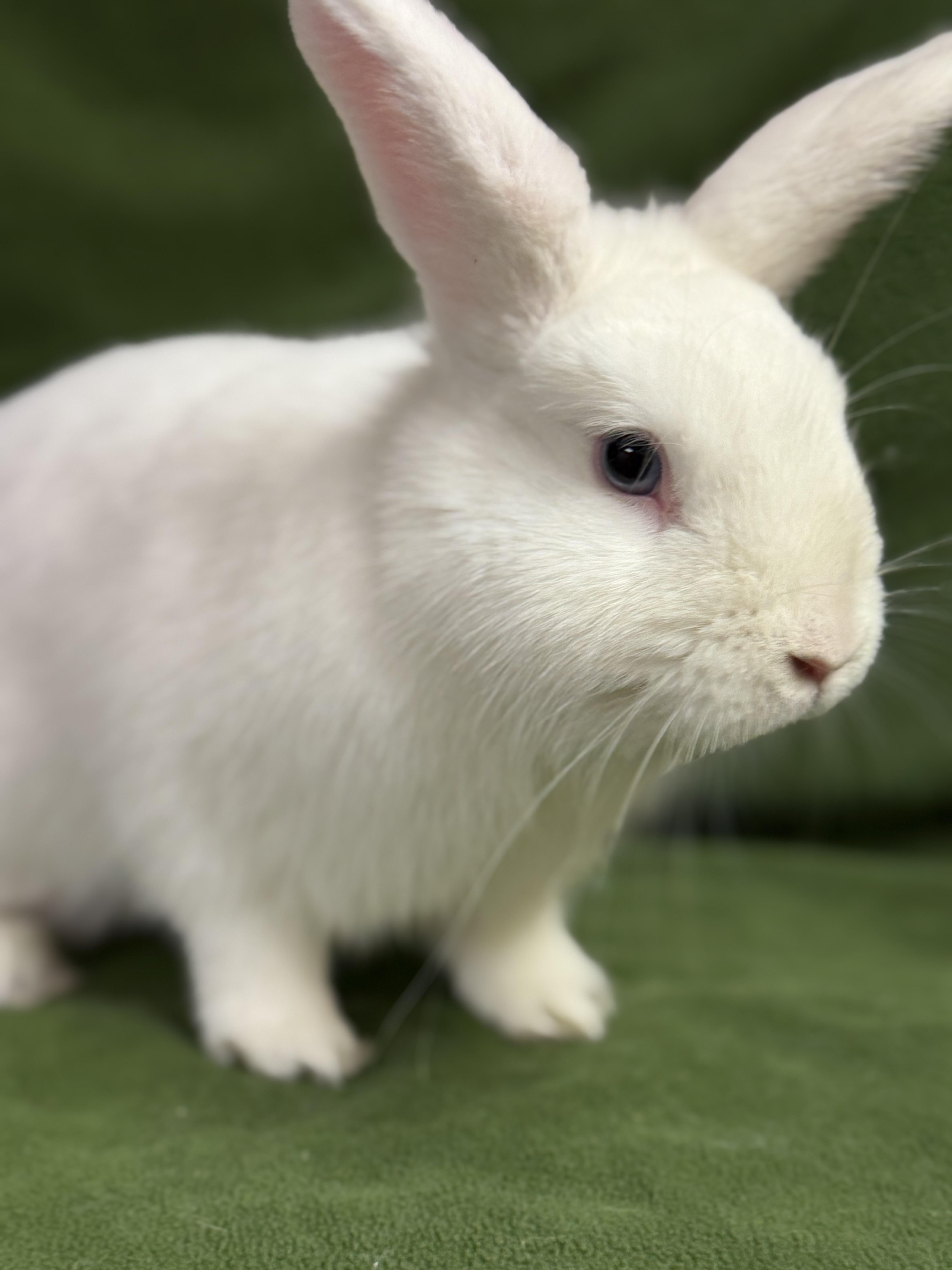 Enlarge Azure: video!!, an adopted Dwarf in Edinburg, PA image 3/5